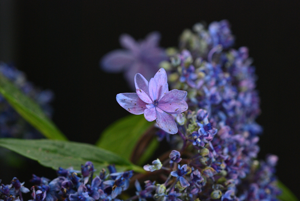 紫陽花