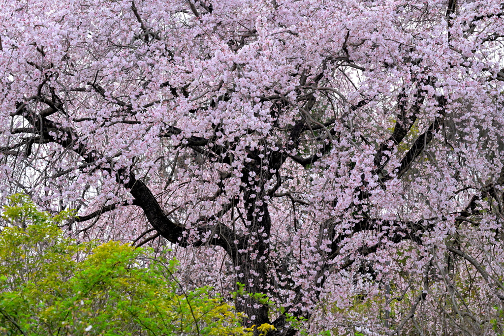 桜