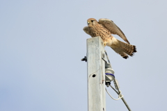 干拓堤防の鳥たち