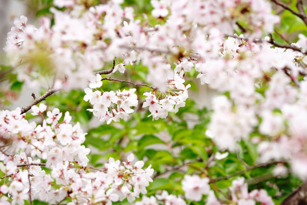 桜
