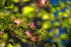 合歓の花