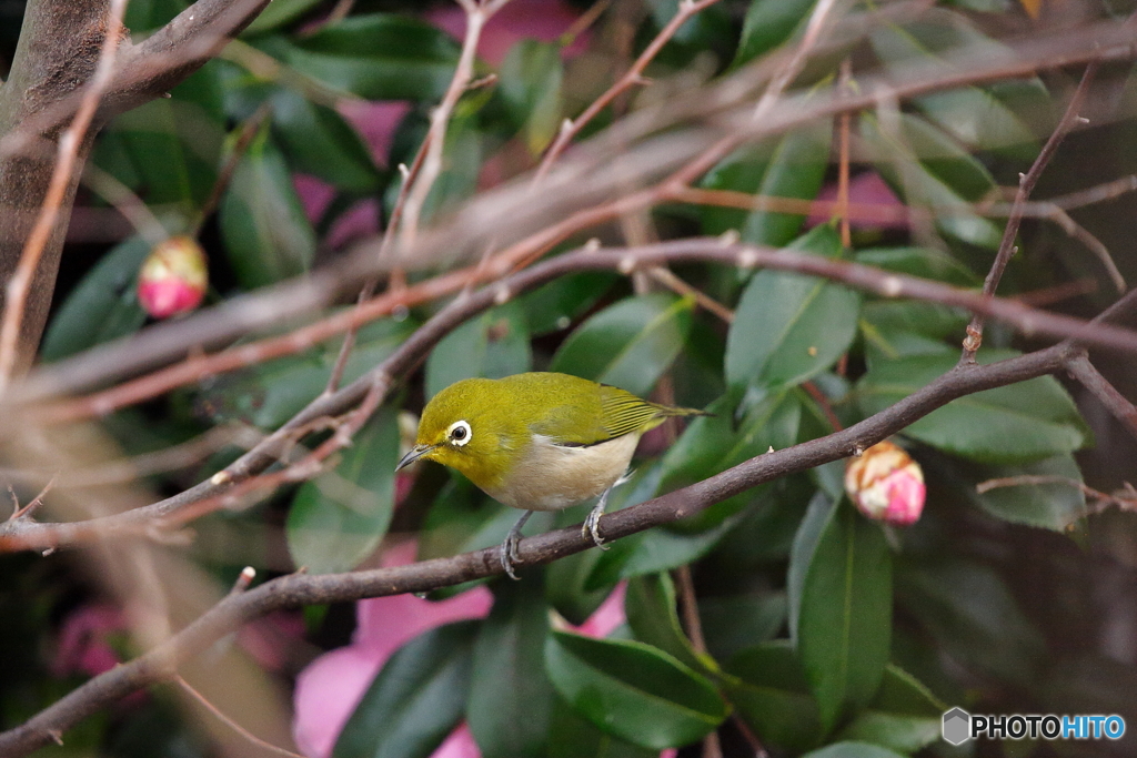 鳥