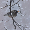 庭に来る鳥