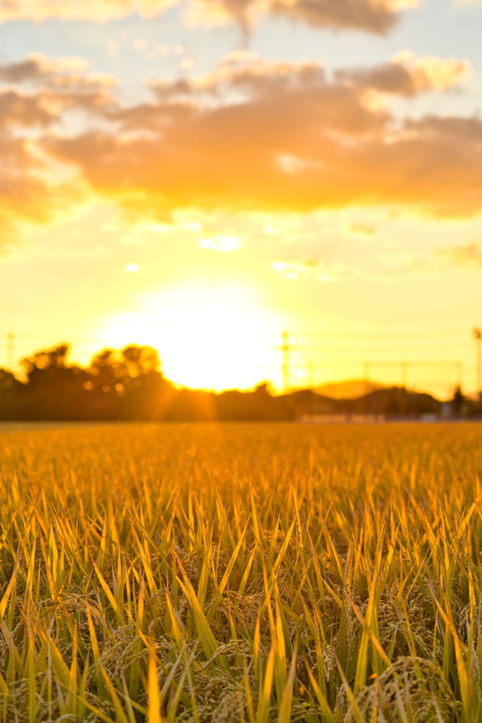 犬と散歩その道すがら