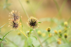 犬と散歩その道すがら