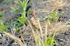 犬と散歩その道すがら