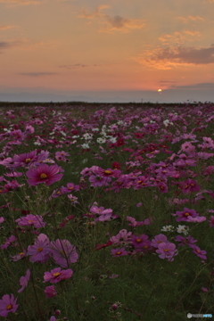 夕日とコスモス