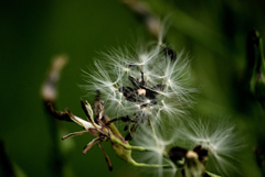 犬と散歩その道すがら