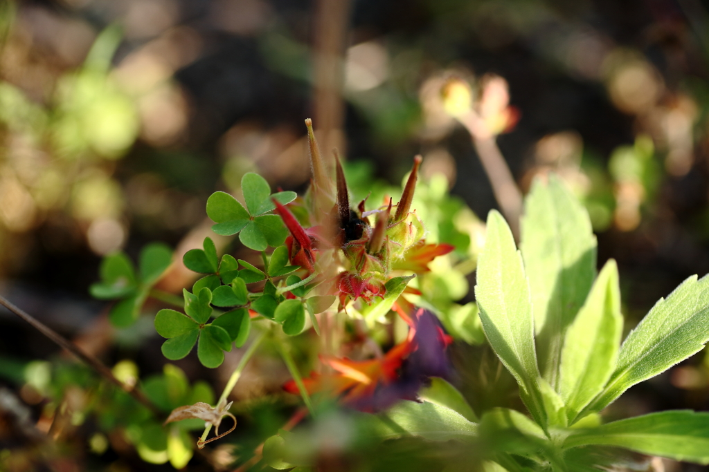 犬と散歩その道すがら