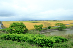 麦秋