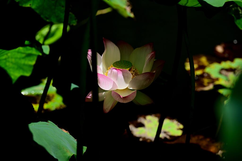 蓮の花