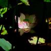 蓮の花