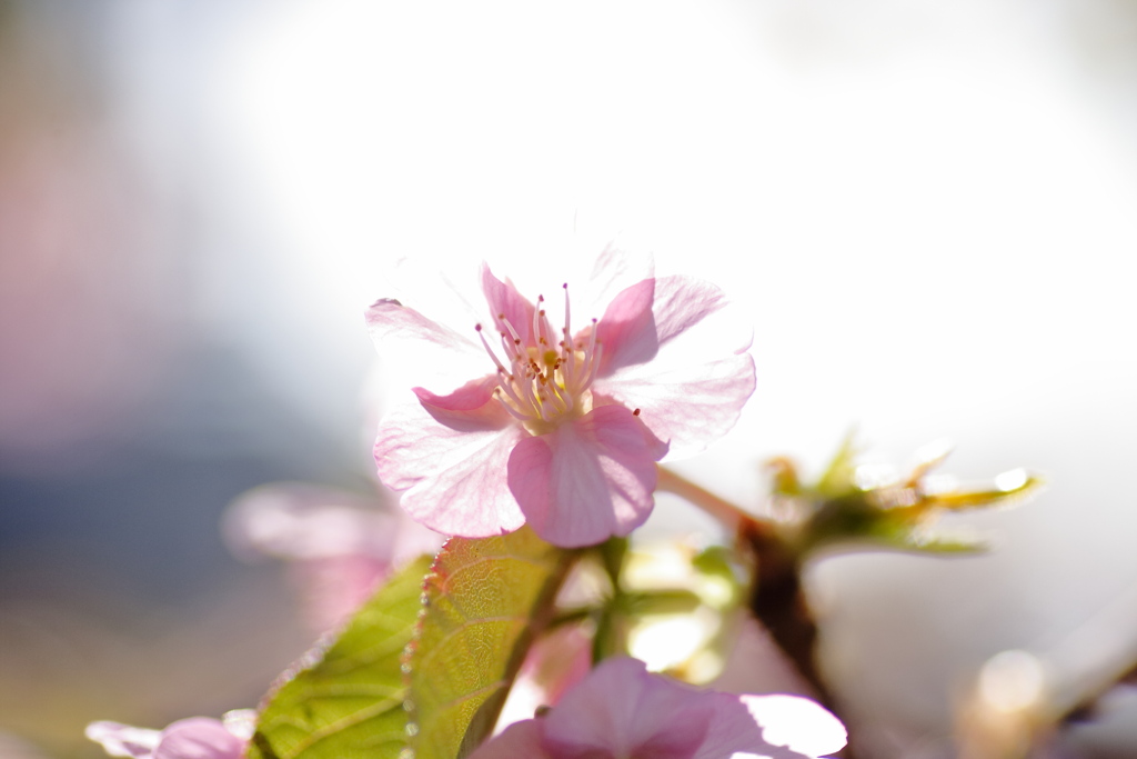 庭の花