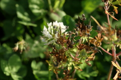 犬と散歩その道すがら