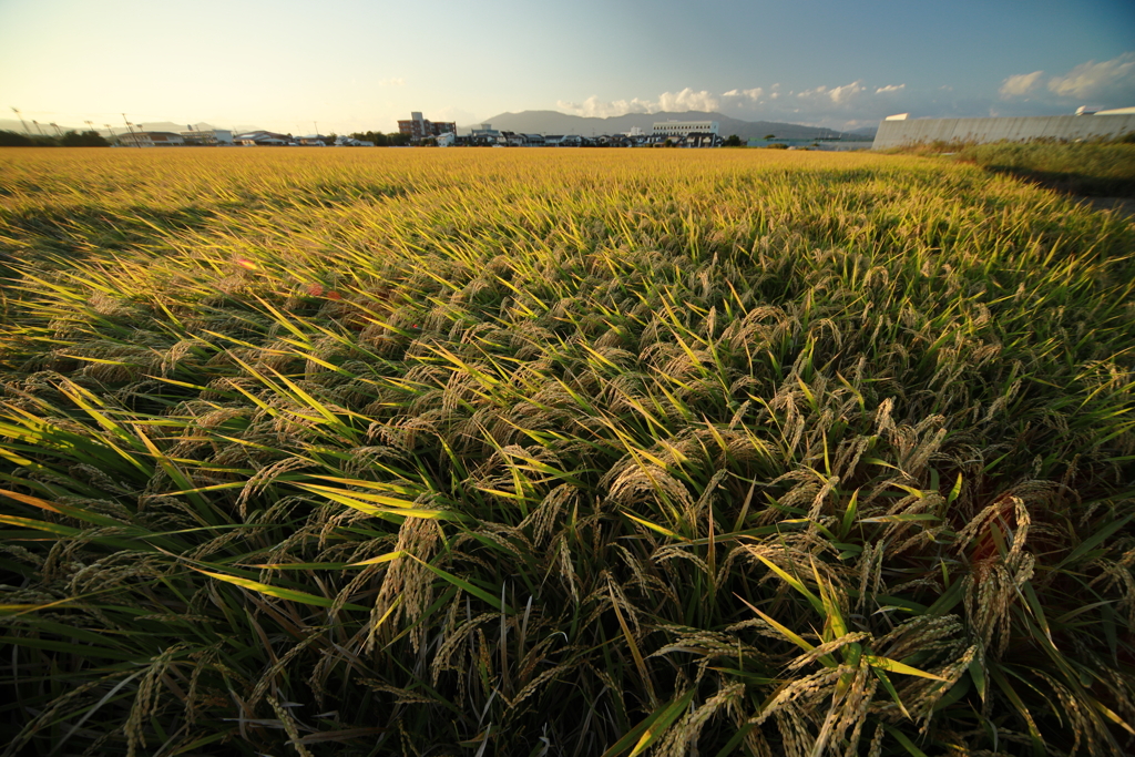 犬と散歩その道すがら
