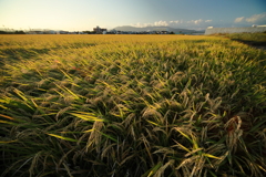 犬と散歩その道すがら