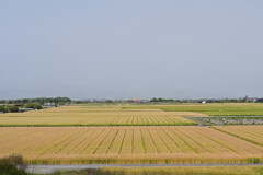 麦秋