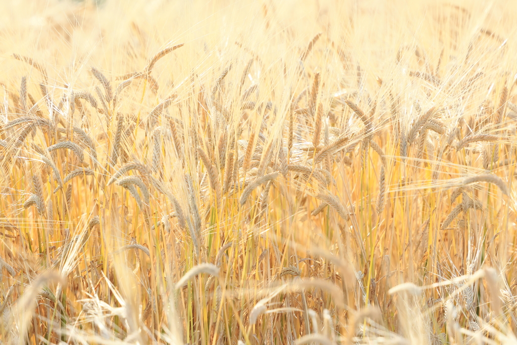 犬と散歩その道すがら