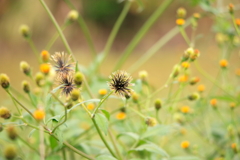犬と散歩その道すがら