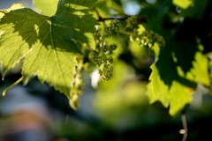 犬と散歩その道すがら