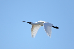 クロツラヘラサギ