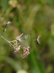 犬と散歩その道すがら