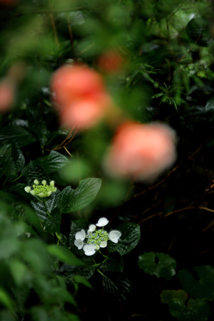 紫陽花
