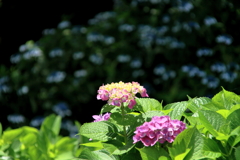 紫陽花