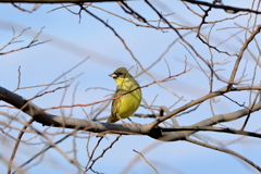 干拓堤防の鳥たち