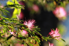 合歓の花