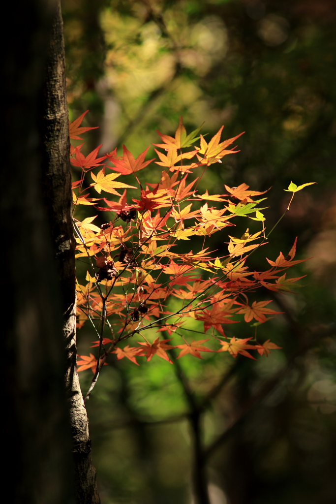 金立山紅葉