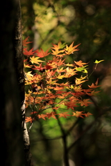金立山紅葉