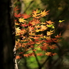 金立山紅葉