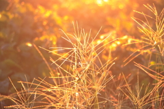 犬と散歩その道すがら
