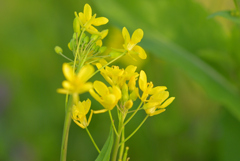 犬と散歩その道すがら