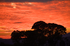 犬と散歩その道すがら