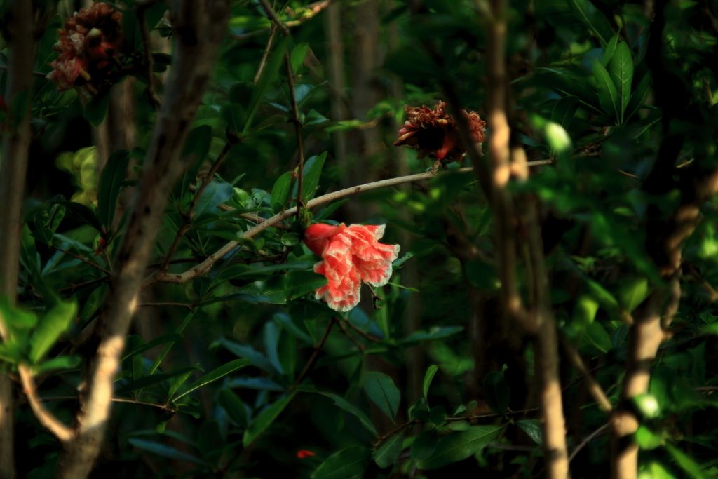 柘榴の花