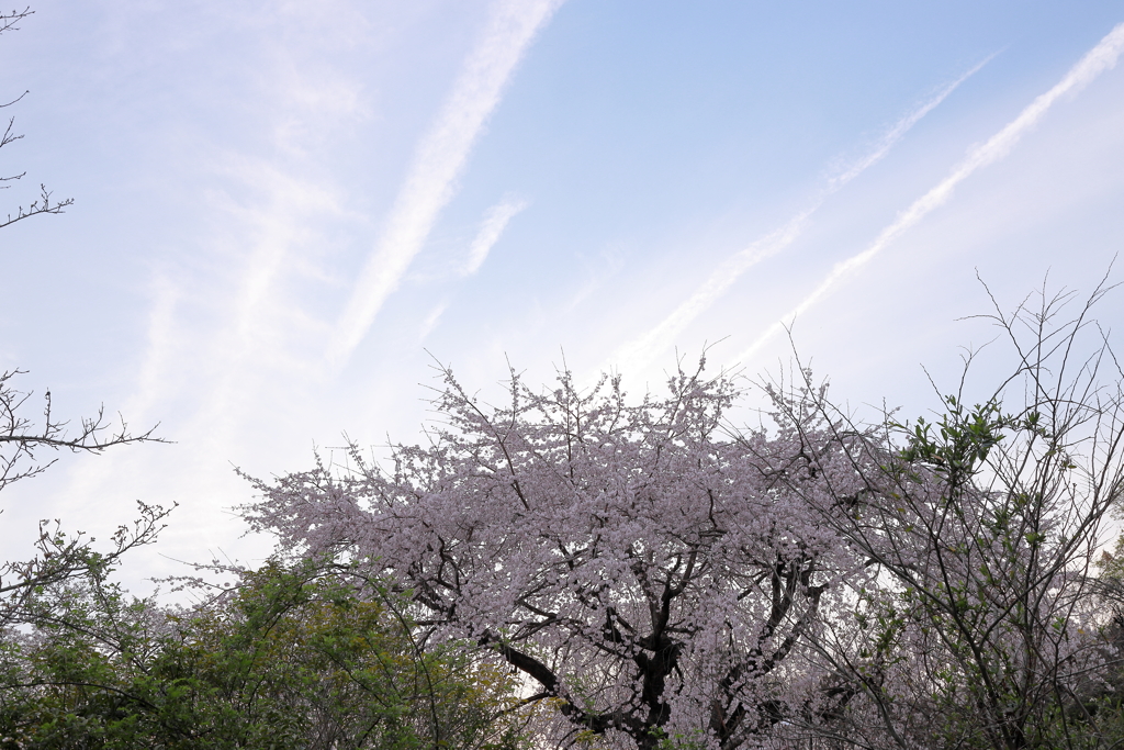 桜