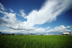 犬と散歩その道すがら