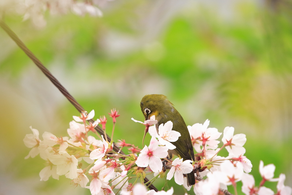 鳥
