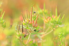 犬と散歩その道すがら