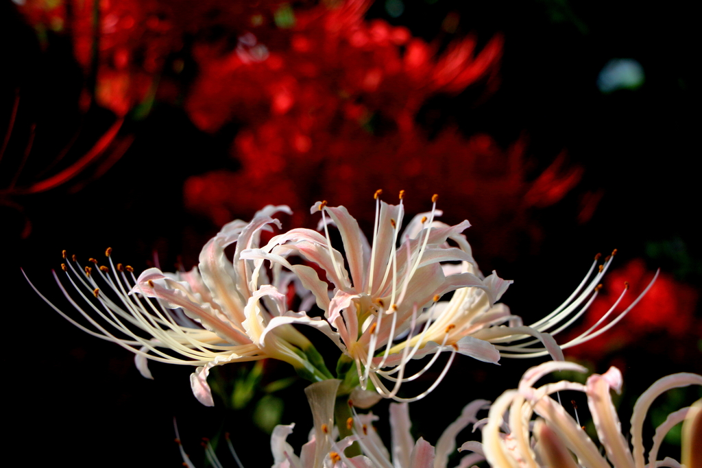 曼珠沙華