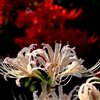 曼珠沙華