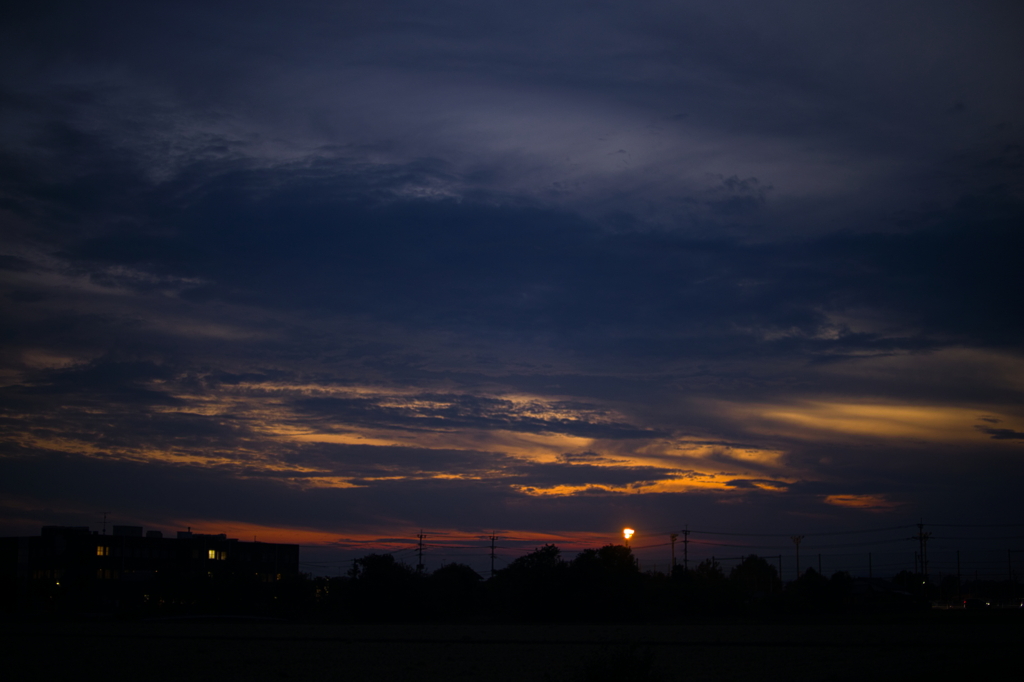 犬と散歩その道すがら