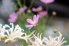 犬と散歩その道すがら