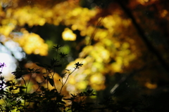 金立山紅葉
