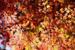 金立山紅葉