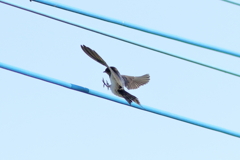 燕