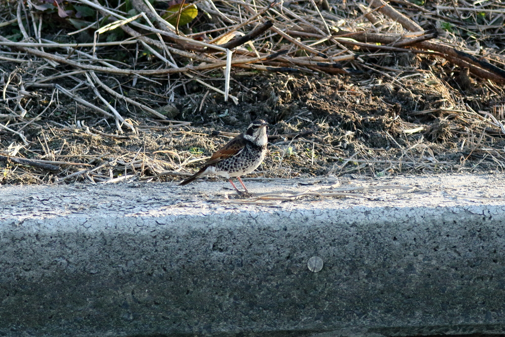 鳥