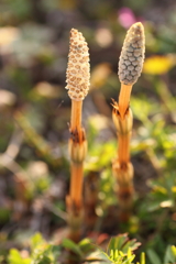 犬と散歩その道すがら
